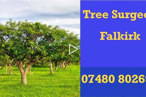 Tree Surgeon Falkirk 24 hr Tree Felling Root & Stump Removal Services Residential And Commercial