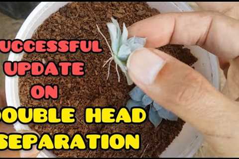 || UPDATE VIDEO ON DOUBLE HEAD SEPARATION || SUCCULENT CARE TIPS ||