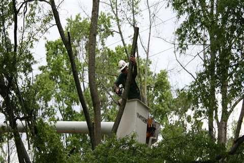 Is it better to trim trees in fall or spring?