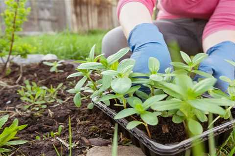 Gardening 101: How To Plant Flowers in Your Garden