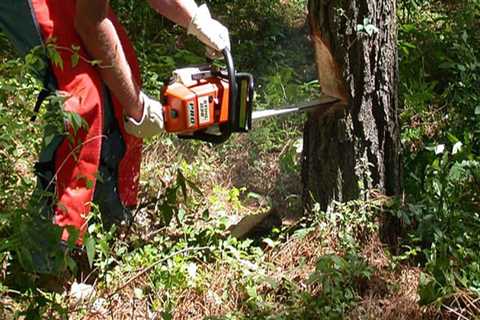 What machine is used to remove trees?