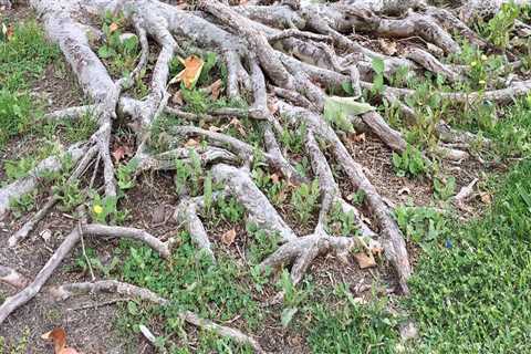 Do roots grow after tree is cut down?