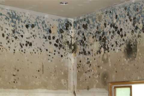 Can you remove mold forever?