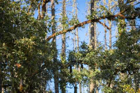 Arborists Near Me