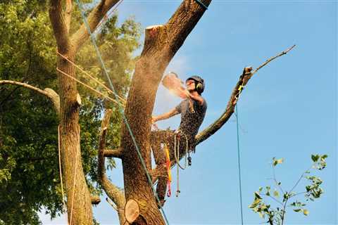 How to Save Money on Tree Removal – Some Tips