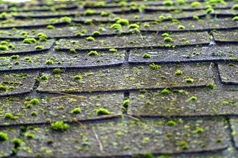 Roof Moss Removal