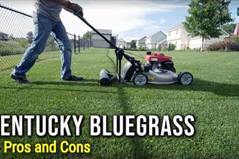 Kentucky Bluegrass Pros and Cons