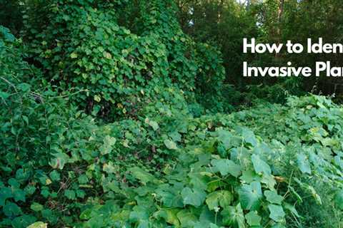 How to Identify Invasive Plants?