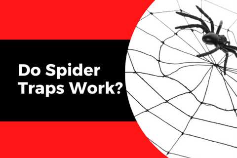 Cambridge Pest Control: Do Spider Traps Work?