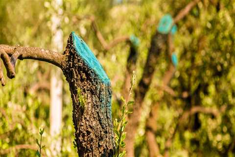 Do you put anything on a tree after pruning?