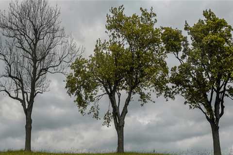 When is the Best Time to Cut Down Trees?