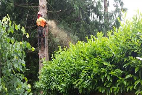 When should trees and bushes be trimmed?