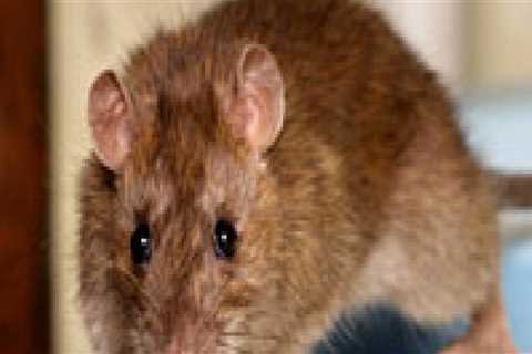 How do you tell if you have rodents in your walls?