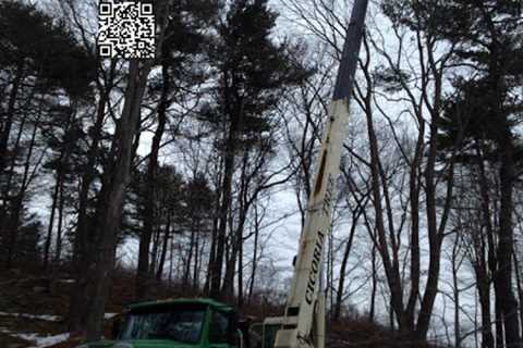 Cicoria Tree and Crane Service, Inc.