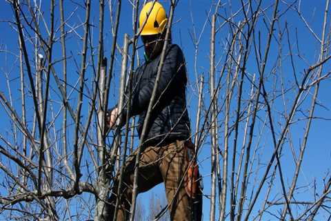 How often do trees need maintenance?