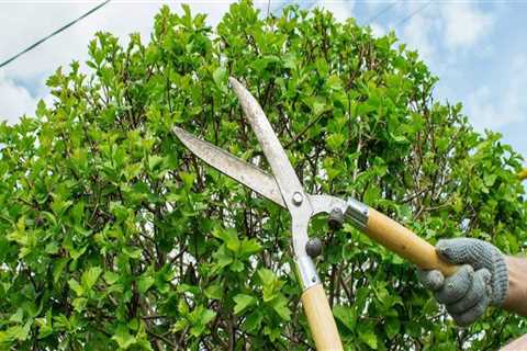 What is the difference between pruning a tree and trimming a tree?