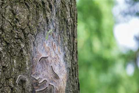 How can you tell if a tree branch is healthy?