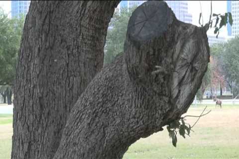 Can you cut down trees in austin?