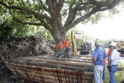 Moving Trees: What is the Largest Tree That Can Be Moved Safely?