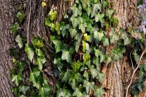 Will poison ivy killer kill trees?