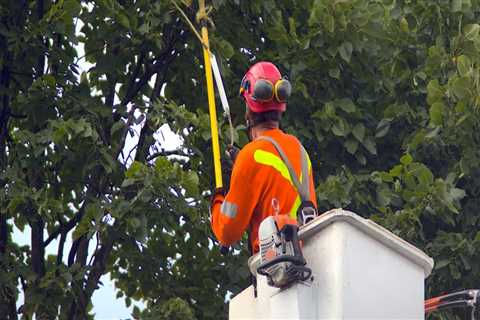 How much is it to trim a tree in nyc?