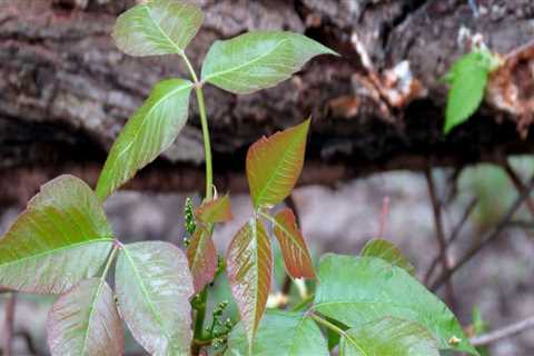 Will landscapers remove poison ivy?