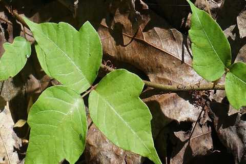 How much does it cost to remove poison oak?