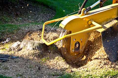 Why is Stump Grinding So Expensive?