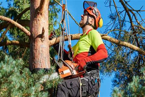 Is being an arborist safe?