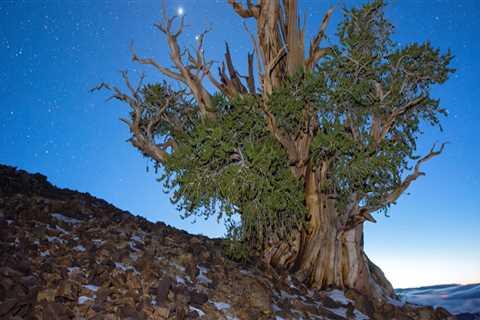 How do you keep old trees alive?