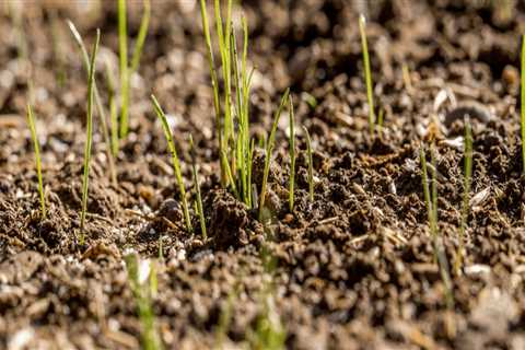 Can grass seed grow without being covered?