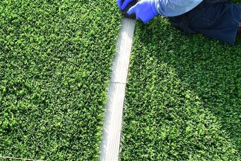 Is it better to have turf or grass?