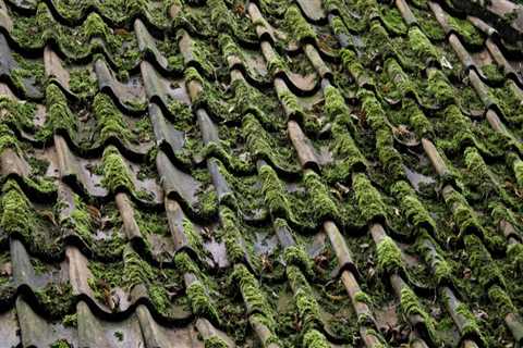 How often should you remove moss from roof?