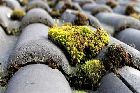 Will bleach kill moss on a roof?