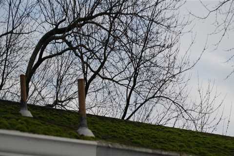 Asphalt roof moss removal?