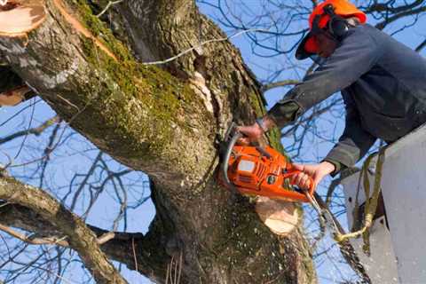 About Us - Daytona Tree Men