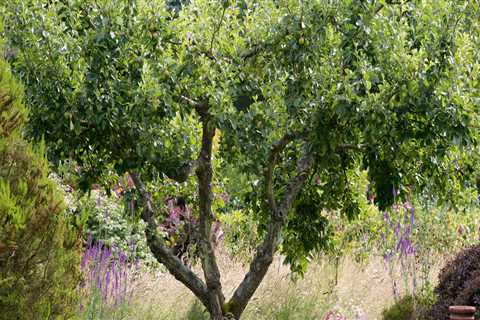 Growing Fruit Trees in Your Garden: Tips for a Healthy Harvest