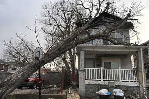 San Marcos – Tree Trimming San Antonio