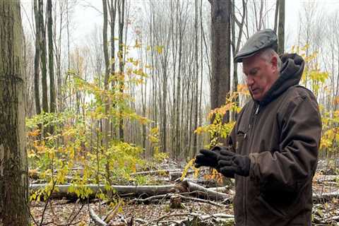 Woodlot Management and Timber Harvesting Services in Wellston, Ohio