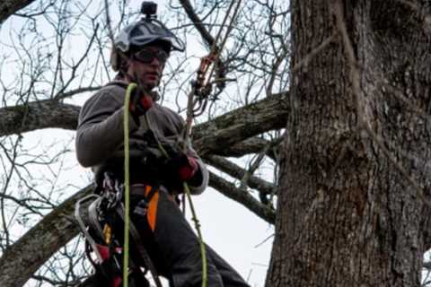 How Often Should You Have Your Trees Inspected by a Texas Arborist?