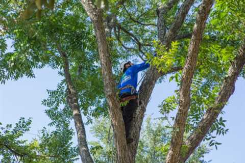 Becoming a Certified Texas Arborist: What Training is Required?