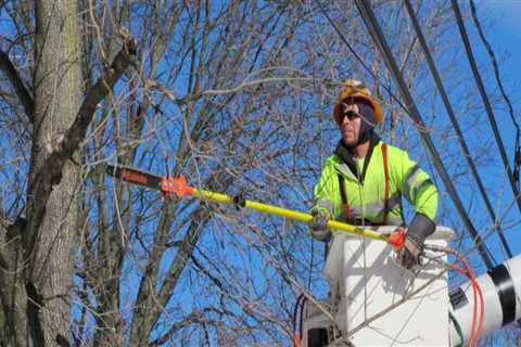 Planting Trees Near Power Lines: What You Need to Know