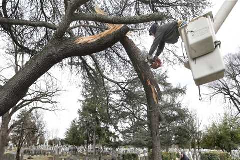 Safety Precautions for Tree Trimming in Winchester, Virginia