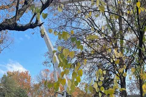 Pruning Large Trees in Winchester, Virginia: Safety is Key