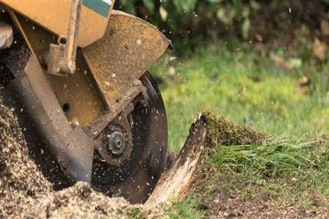 Tree Stump Removal: Professional Services vs DIY