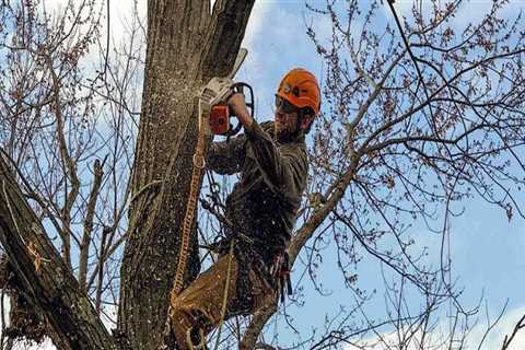 Finding the Best Stump Removal Service in Winchester, Virginia