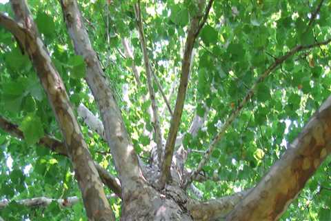 Tree Care and Maintenance in Winchester, Virginia: A Comprehensive Guide