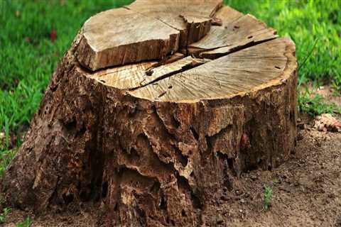 Stump Grinding and Removal Services in Winchester, Virginia