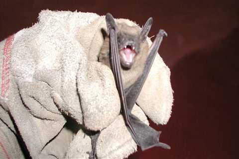 Keeping Bats And Rodents Out Of Your Montgomery, Texas Home