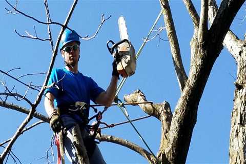 Professional Tree Felling and Removal in Chancellor, Virginia: Benefits, Dangers, and How to Find a ..